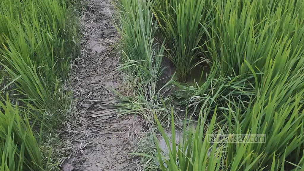ধানক্ষেতে ধস্তাধস্তির চিহ্ন, বাবাকে লাইভ লোকেশন পাঠিয়েছিল কিশোরী