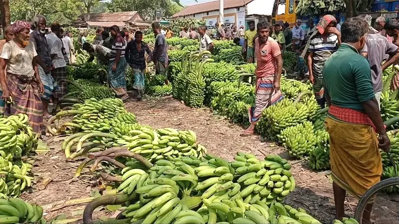 উৎপাদন বেশি, বাজারে দাম কম; খরচ তুলতে না পেরে বিপাকে কৃষক, দুর্গাদহের হাটে ধীর বেচাকেনা