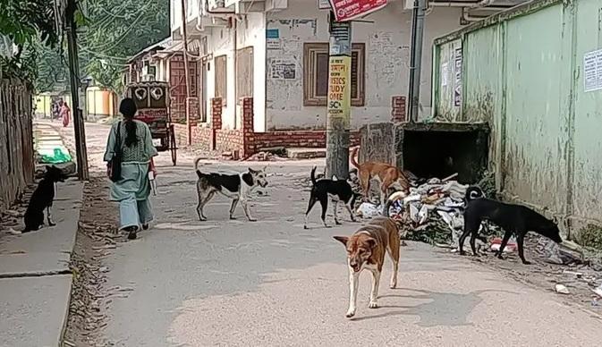 গাইবান্ধায় ছয় মাসে কুকুর-শিয়ালের কামড়ে শিশুসহ ৬ জনের মৃত্যু
