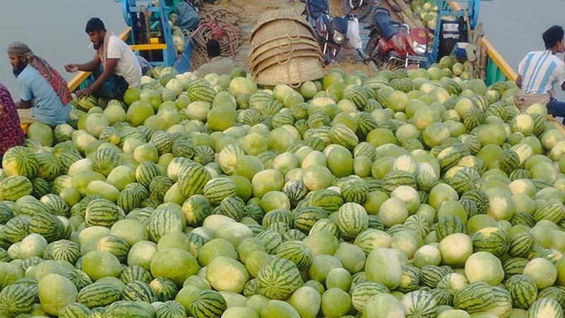 সুবর্ণচরের তরমুজ চাষে ৫০০ কোটি টাকা বাণিজ্যের সম্ভাবনা