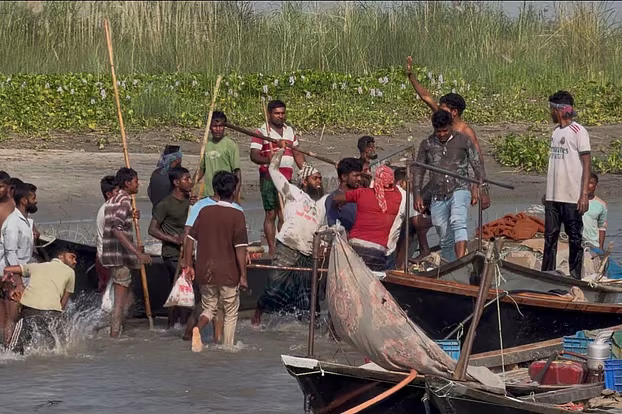এমপির নেতৃত্বে পদ্মায় ইলিশ রক্ষার অভিযান, জেলেদের হামলা