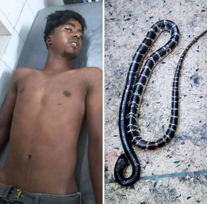 নওগাঁয় সাপের দংশনে এক কিশোরের মৃত্যু