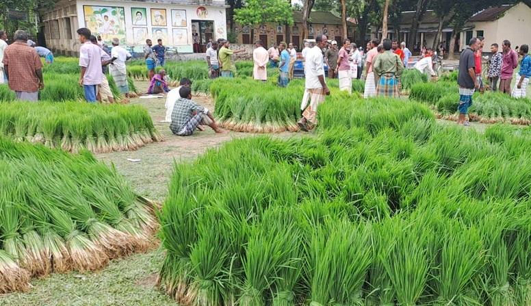 মৌসুমের শুরুতেই সাদুল্লাপুরে চড়া দামে আমন ধানের চারা, দুশ্চিন্তায় কৃষক