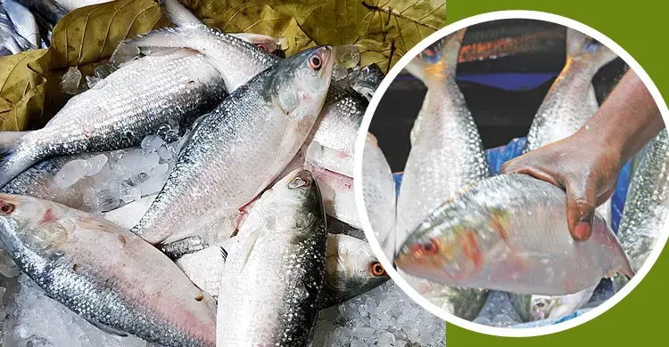 বহুবিপদে ইলিশ, কমছে উৎপাদন-আকার-সরবরাহ