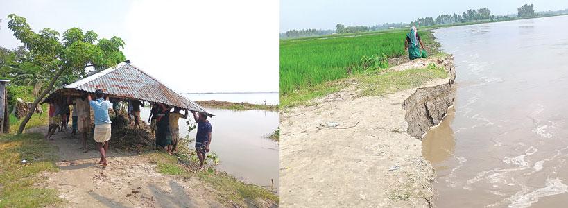 তিস্তার ভাঙনে কাঁচা ধান কাটছেন কৃষক, নদীগর্ভে ফসলি জমি, ঘরবাড়ি
