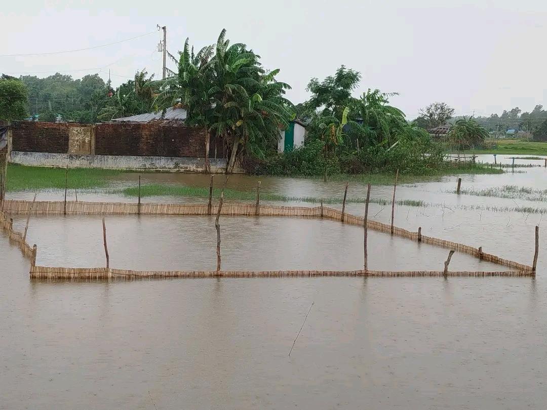 কক্সবাজারে অতিবৃষ্টির আঘাতে বিপর্যস্ত চিংড়ি ও কাঁকড়া চাষ: চরম দুর্ভোগে উপকূলের চাষিরা
