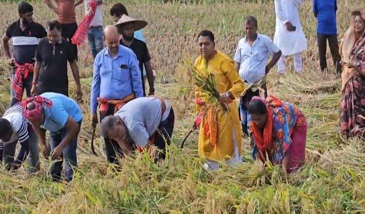 বিধবা নারীর ২ বিঘা জমির ধান কেটে দিলেন এমপি জিলানী