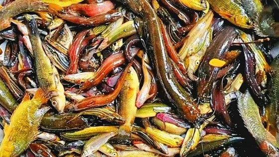 প্রাকৃতিক জলাশয়ে মাছের উৎপাদনে বড় পরিবর্তন