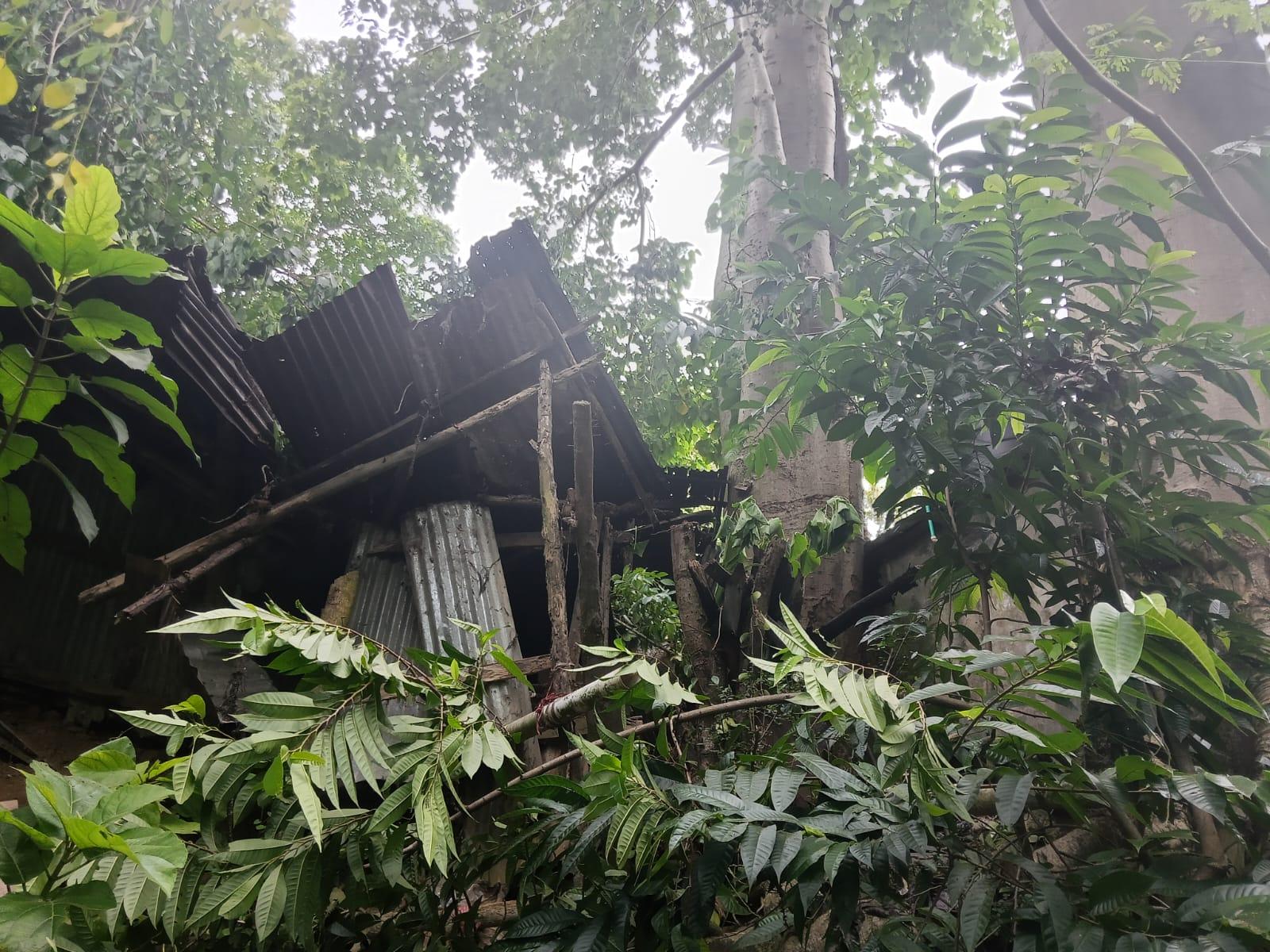 কাপ্তাইয়ে ঘরের ওপর গাছের ডাল, অল্পের জন্য রক্ষা পেল গৃহবধূ