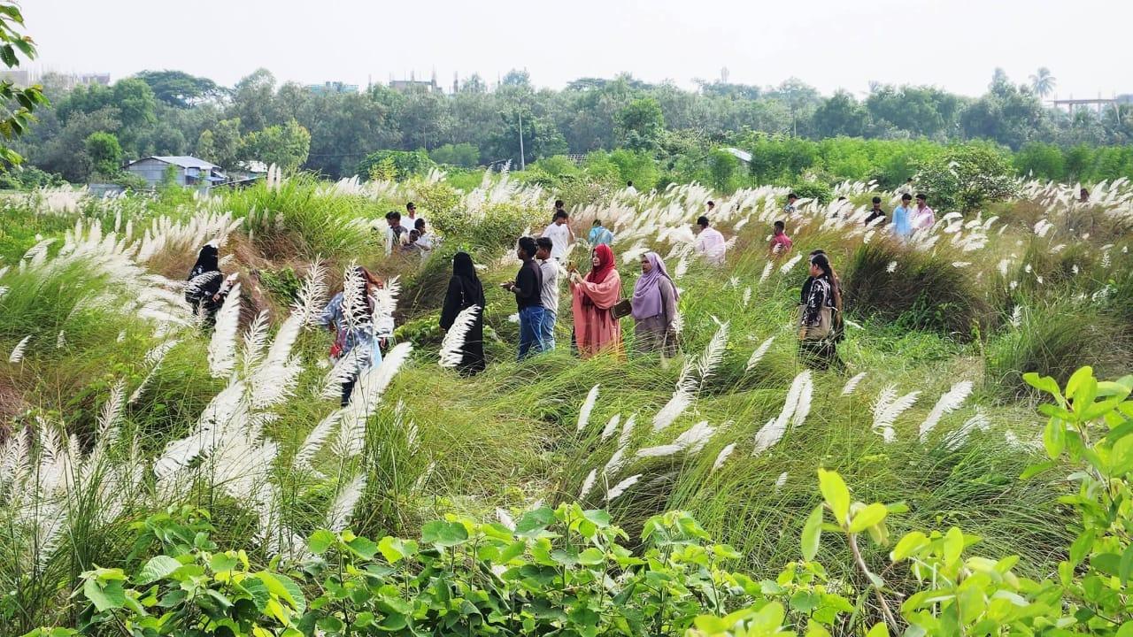 শুভ্র কাশফুলের মায়াবী আবহ: বাকঁখালীর তীরে দর্শনার্থীদের ঢল