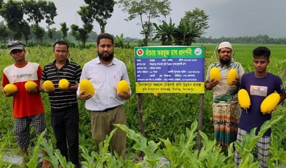 দিনাজপুরে হলুদ তরমুজ চাষে সফল কৃষক হাবিবুর রহমান